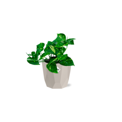 Kamerplant - Epipremnum Pinnatum 'Aureum' - Pot Ø 14cm