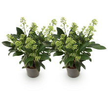 Buitenplant 2x Skimmia japonica Finchy - Winterhard - Pot Ø 10,5cm Hoogte ↕ 25cm