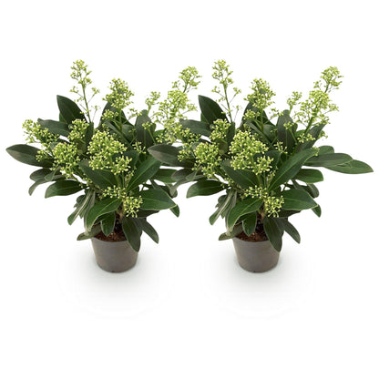 Buitenplant 2x Skimmia japonica Finchy - Winterhard - Pot Ø 10,5cm Hoogte ↕ 25cm