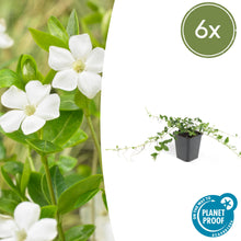 Buitenplant 6x Vinca minor 'Alba' - Pot Ø 9cm Hoogte ↕ 10-25cm