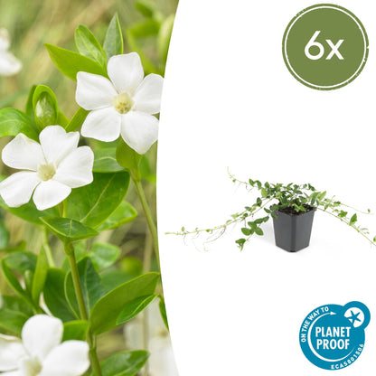 Buitenplant 6x Vinca minor 'Alba' - Pot Ø 9cm Hoogte ↕ 10-25cm