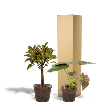 Kamerplant Set - Ficus Elastica Melany + Alocasia Wentii + Mand Igmar