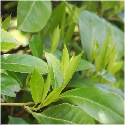 Buitenplant 6x Prunus laurocerasus 'Novita' - Winterhard - Haagplant groenblijvend