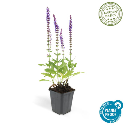 Buitenplant 24x Salvia nem. 'Ostfriesland' - Bloeiend - Pot Ø 9cm Hoogte ↕ 10-25cm