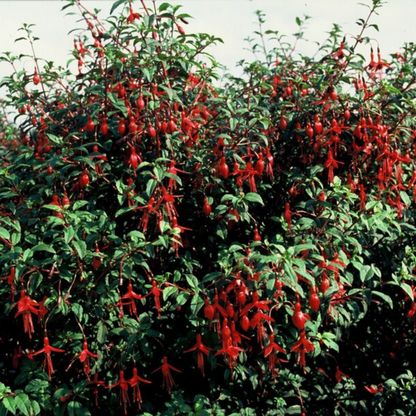 Buitenplant 6x Fuchsia - Bloeiend - Stekpluggen