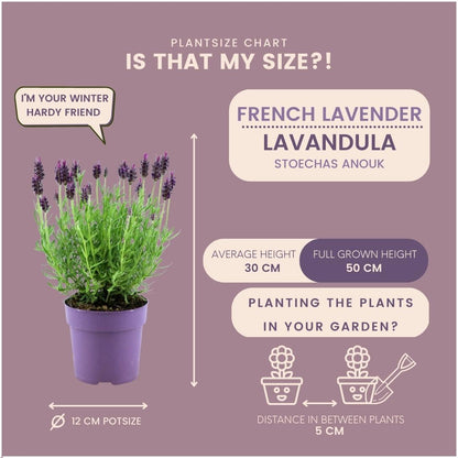 Buitenplant 24x Lavandula stoechas Anouk® - Bloeiend - Pot Ø 12cm Hoogte ↕ 25cm