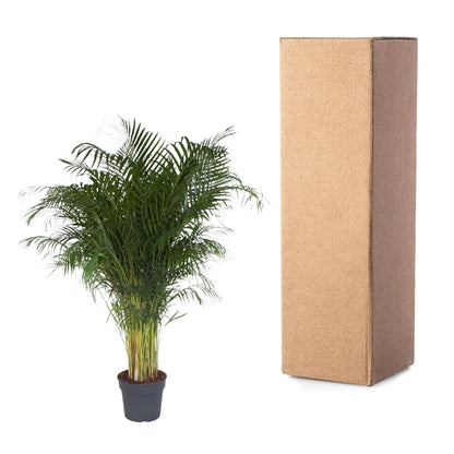 Kamerplant - Dypsis Lutescens (Areca Palm) - Hoogte ↕ 12-230cm