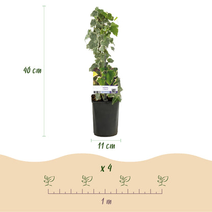 Buitenplant 2x Hedera helix 'Glacier' - Klimplant Bont Blad - Groenblijvend - Pot Ø 11cm Hoogte ↕ 40cm