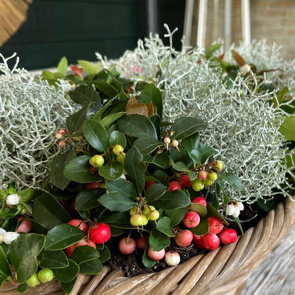 Buitenplant - Winterwonderland Mix - 3x Gaultheria + 3x Calocephalus - Pot Ø 10cm Hoogte ↕ 15cm