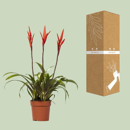 Kamerplant - Vriesea Elan Toef - Pot Ø 12cm Hoogte ↕ 55cm