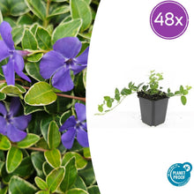Buitenplant 48x Vinca minor 'Ralph Shugert' - Pot Ø 9cm Hoogte ↕ 10-25cm