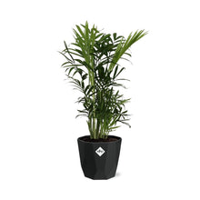 Kamerplant - Chamaedorea Elegans - Pot Ø 14cm