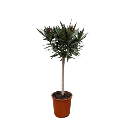 Buitenplant - Nerium Oleander op stam - Roze bloem - Pot Ø 22cm Hoogte ↕ 90cm