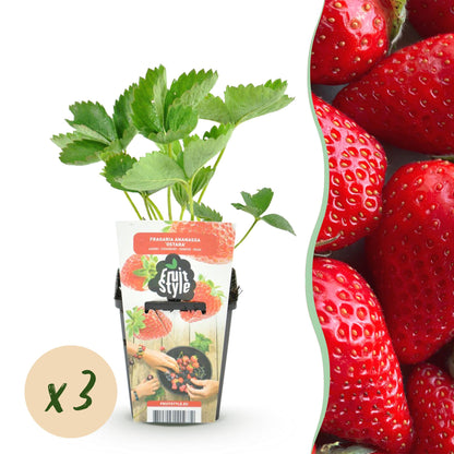 Buitenplant 3x Fragaria Elsanta - Winterhard - Pot Ø 9cm Hoogte ↕ 20cm