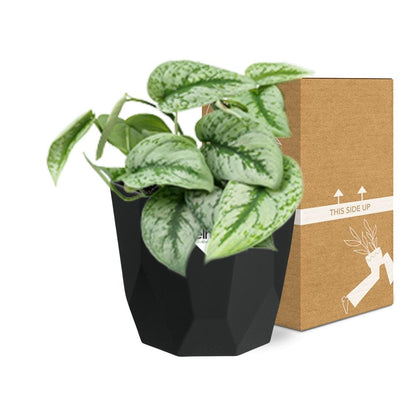 Kamerplant - Scindapsus Pictus 'Trebie' - Hangplant - Pot Ø 14cm