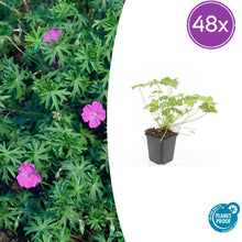 Buitenplant 48x Geranium 'Tiny Monster' - Bloeiend - Pot Ø 9cm