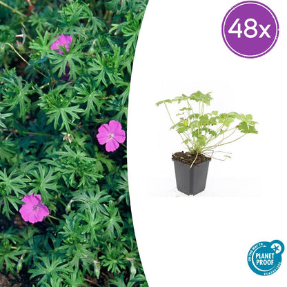 Buitenplant 48x Geranium 'Tiny Monster' - Bloeiend - Pot Ø 9cm