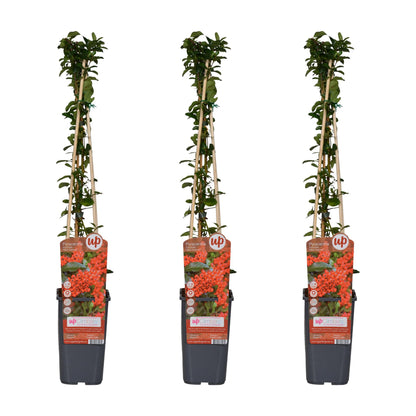 Buitenplant 3x Pyracantha coccinea 'Red Column' - Pot Ø 15cm Hoogte ↕ 65cm