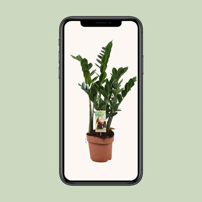 Kamerplant - Zamioculcas Zamiifolia - Pot Ø 17cm Hoogte ↕ 70cm