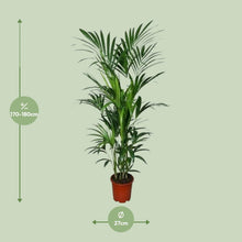 XL kamerplant - Howea - Pot Ø 27cm Hoogte ↕ 180cm