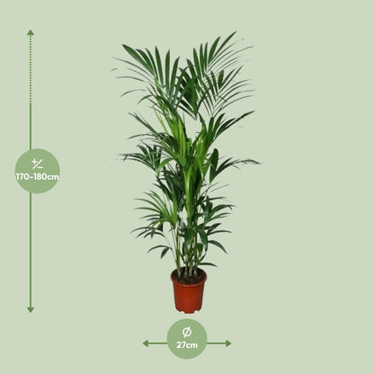 XL kamerplant - Howea - Pot Ø 27cm Hoogte ↕ 180cm