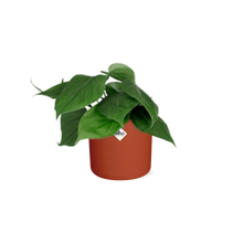 Kamerplant - Philodendron Scandens - Pot Ø 14cm