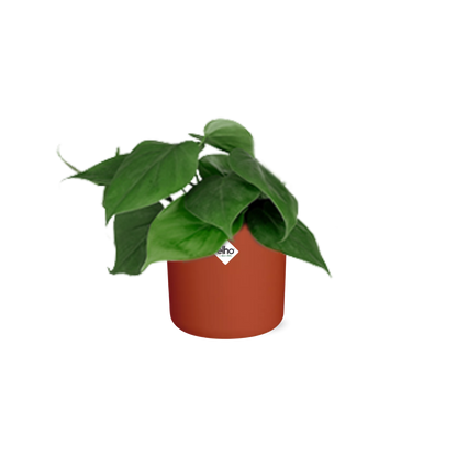 Kamerplant - Philodendron Scandens - Pot Ø 14cm