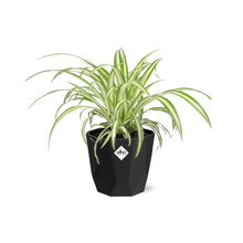 Kamerplant - Chlorophytum Comosum Variegatum - Pot Ø 14cm