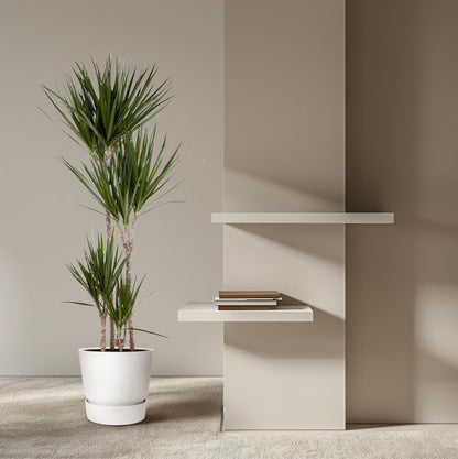 XL Kamerplant - Dracaena Marginata - Luchtzuiverend - Pot Ø 27cm Hoogte ↕ 180cm
