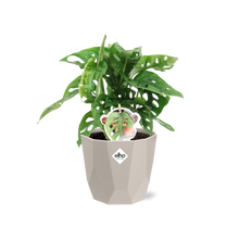 Kamerplant - Monstera 'Monkey Leaf' - Pot Ø 14cm