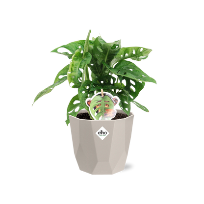 Kamerplant - Monstera 'Monkey Leaf' - Pot Ø 14cm