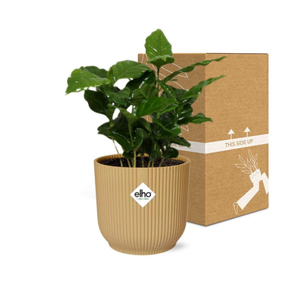 Kamerplant - Coffea Arabica - Inclusief sierpot - Pot Ø 14cm
