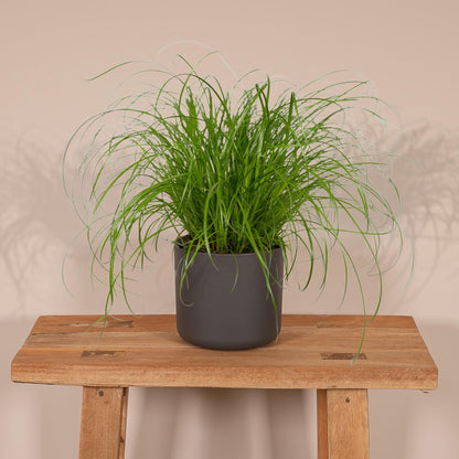 Kamerplant - Cyperus Alternifolius - Kattengras - Pot Ø 12cm Hoogte ↕ 20cm