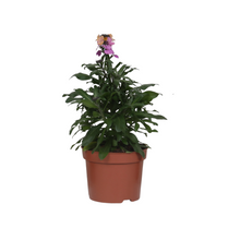 Buitenplant - Erysimum 'Purple Glow' - Bloeiend - Pot Ø 13cm Hoogte ↕ 30cm