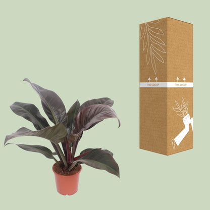 Kamerplant - Philodendron Imperial Red - Pot Ø 17cm Hoogte ↕ 60cm