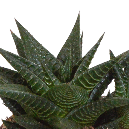 Kamerplant 3x Gasteria/Haworthia mix - Incl. witte sierpot - Pot Ø 8,5cm