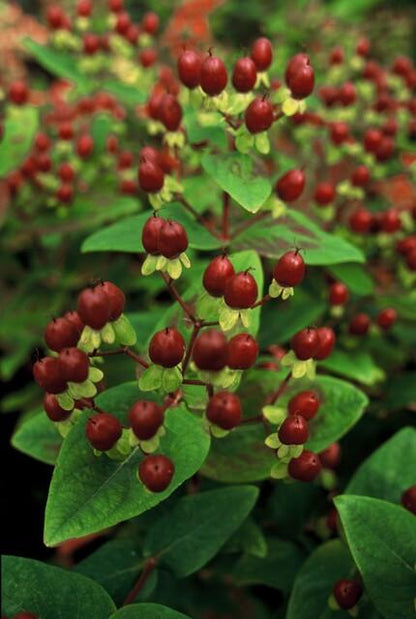 Buitenplant 48x Hypericum inodorum 'Beauty' - Bloeiend - Pot Ø 9cm Hoogte ↕ 10-25cm