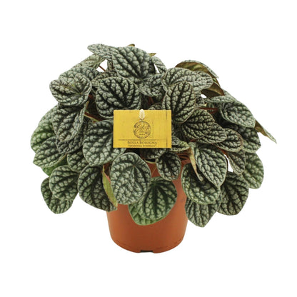Kamerplant - Peperomia Burbella - Pot Ø 15cm Hoogte ↕ 25cm