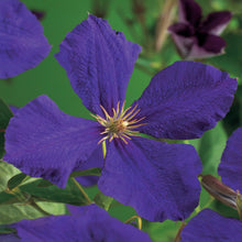 Buitenplant - Clematis Jackmanii - Klimplant - Pot Ø 11cm Hoogte ↕ 40cm
