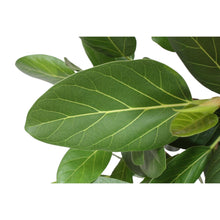 XL kamerplant - Ficus Benghalensis boom - Pot Ø 30cm Hoogte ↕ 150cm