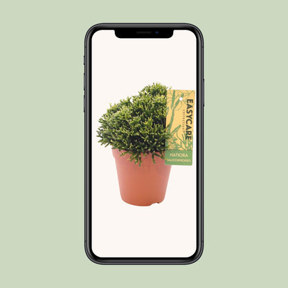 Kamerplant - Hatiora Salicornioides - Pot Ø 12cm Hoogte ↕ 22cm