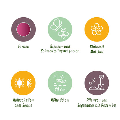 Buitenplant 100x Allium Sphaerocephalon - Bloeiend - Bolmaat 5/6