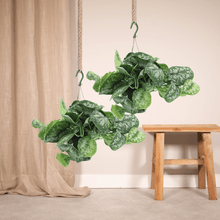 Kamerplant 2x Scindapsus Pictus Trebie - Pot Ø 15cm Hoogte ↕ 25cm