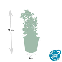 Buitenplant 48x Euonymus jap. Green Spire - Groenblijvend - Pot Ø 9cm Hoogte ↕ 10-25cm