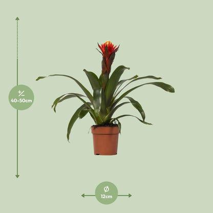 Kamerplant - Guzmania Happiness - Pot Ø 12cm Hoogte ↕ 45cm