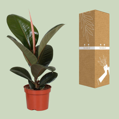 Kamerplant - Ficus Elastica Robusta - Hoogte ↕ 35-95cm