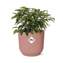 Kamerplant - Ficus Benjamina Kinky - Pot Ø 14cm