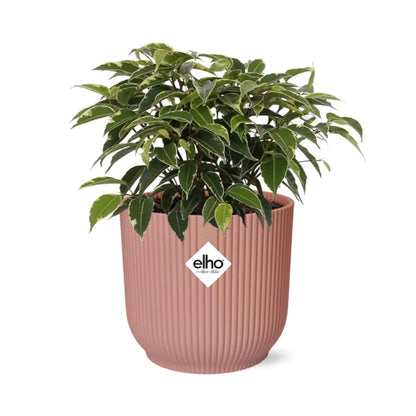 Kamerplant - Ficus Benjamina Kinky - Pot Ø 14cm