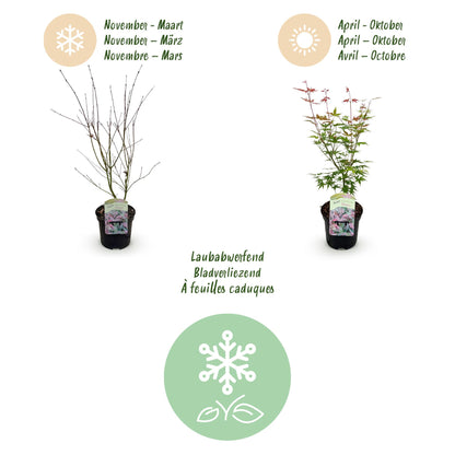 Buitenplant - Acer palmatum Phoenix - Winterhard - Pot Ø 19cm Hoogte ↕ 70cm