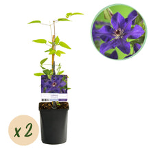 Buitenplant 2x Clematis The President - Bloeiend - Pot Ø 11cm Hoogte ↕ 40cm